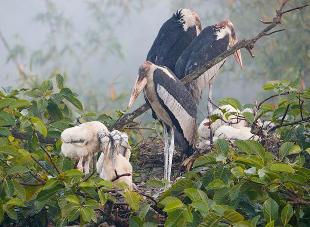 Greater Adjutant Storks standing in their nest with young chicks at their feet