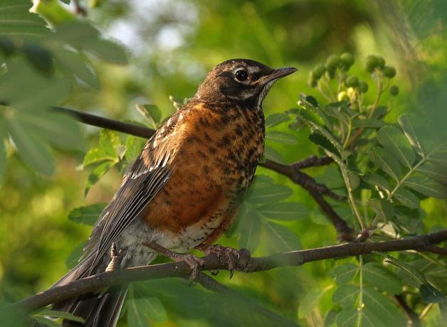 American Robin juvenile