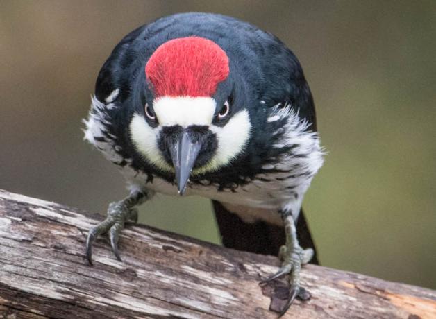 An Acorn Woodpecker facing forward and staring intensely, giving a "stare down" look; the red patch on top of its lowered head bright against the black body feathers.