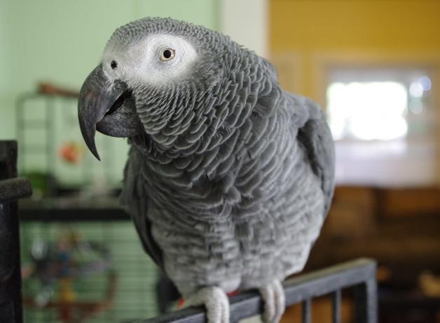An indoor African Gray parrot faces the viewer, making eye contact while its head is turned to its right.