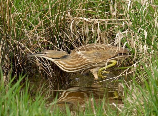 American Bittern