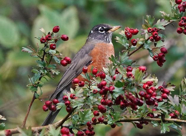 American Robin in hawthorn berries