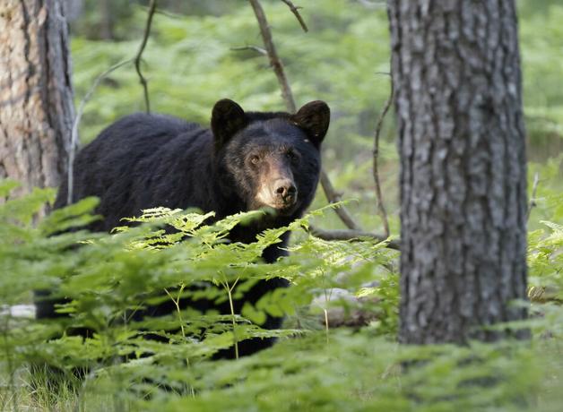 An American Black Bear looks toward the viewer as it stands between tree trunks and greenery.