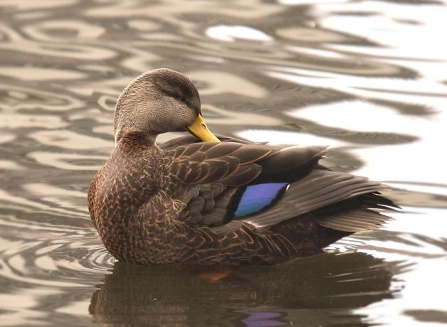 Black Duck on the water