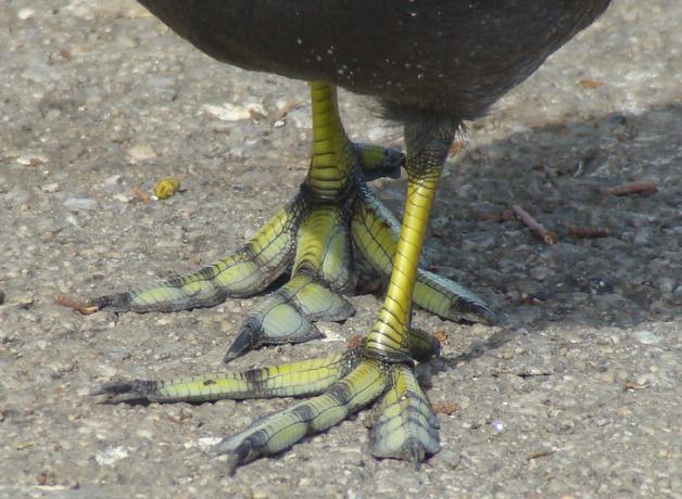 Close-up of the lobed toes on the waterbird American Coot's feet