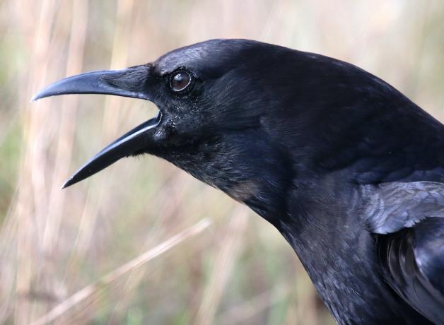 American Crow calling "Caw caw"