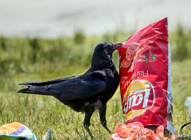 American Crow and chips