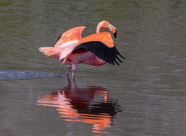 A bright pink-orange flamingo stands in water with wings outstretched, showing the black feathers along their edges