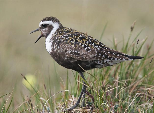 American Golden-Plover