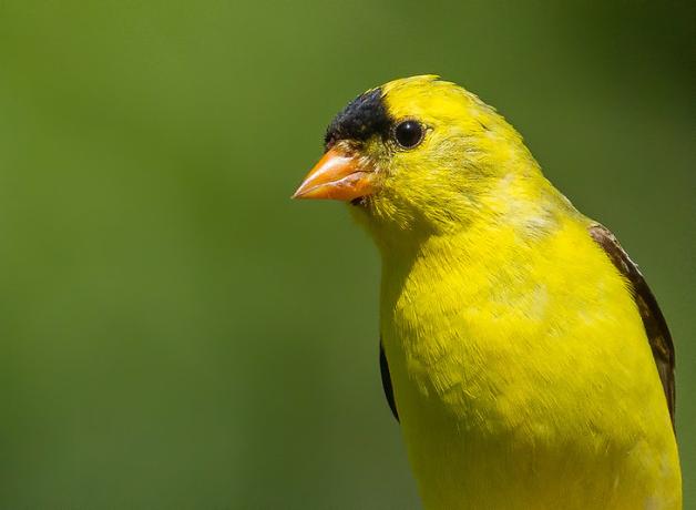 A male American Goldfinch in sunlight, showing his bright yellow breast and head, with black patch above his beak.