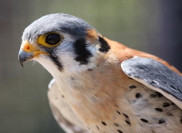 A close-up of an American kestrel peering at the viewer with its rusty back and underparts, slaty-blue head and wings and black slashes on its face.