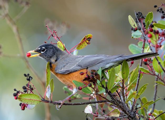 How Long Does a Robin Live?