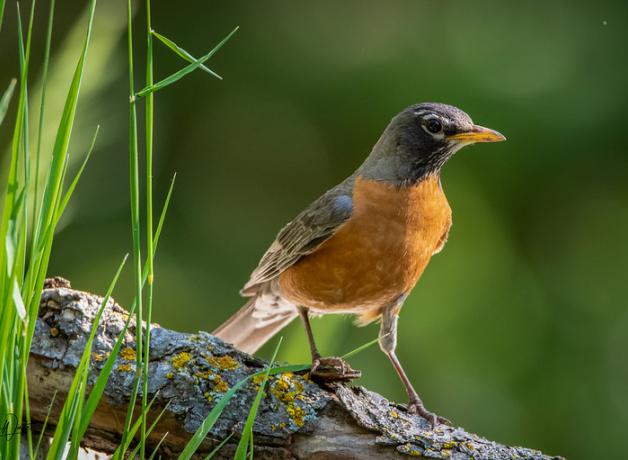 American Robin facing viewer and looking to its left as it stands on a lichen-covered branch amidst green grass.