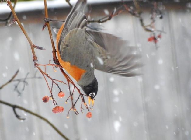 American Robin fluttering on a branch to eat berries