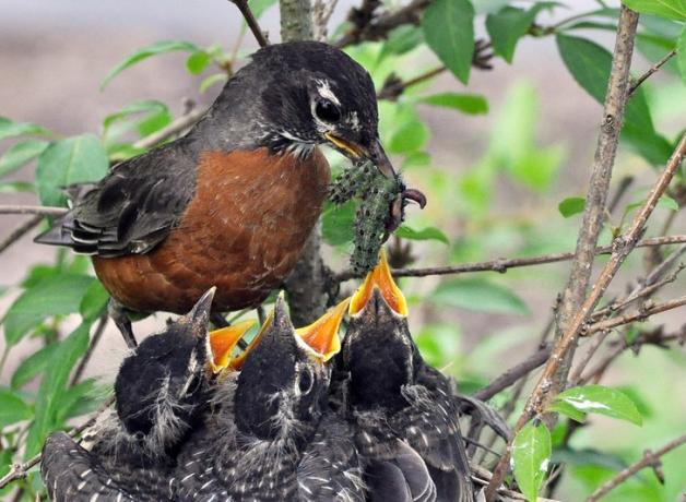 American Robin feeding its three open-beaked nestlings with a green caterpillar.