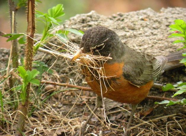 American Robin with grasses in its beak to carry back to nest building location