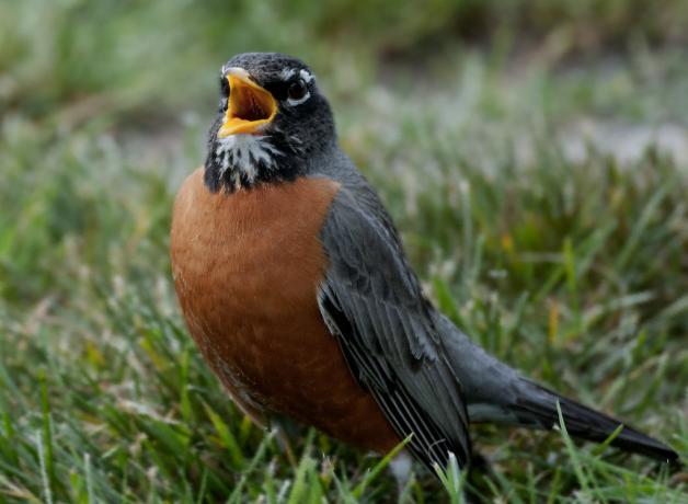 American Robin singing