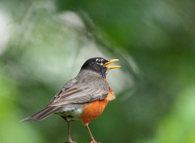 American Robin singing with its yellow beak open in front of diffused green leaves