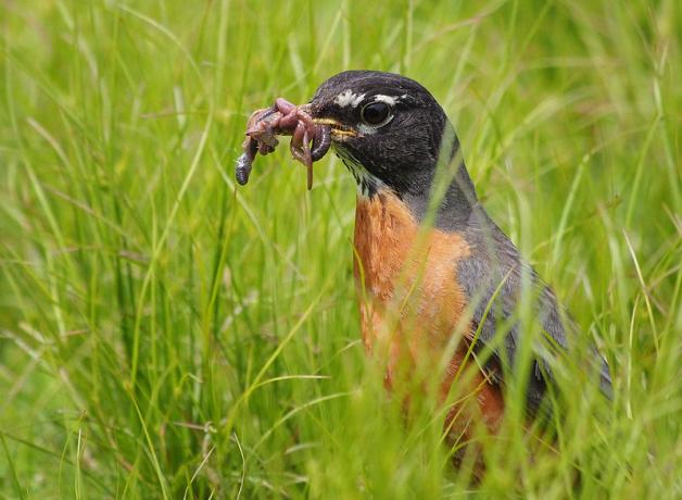 An American Robin standing in grass, with earthworms clasped in its beak