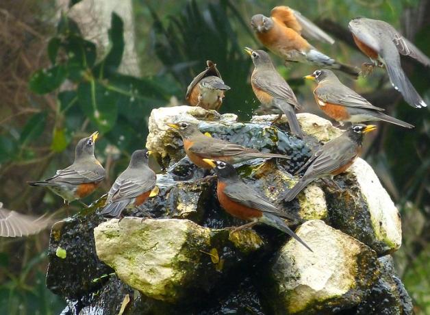 Flock of American Robins at a water fountain