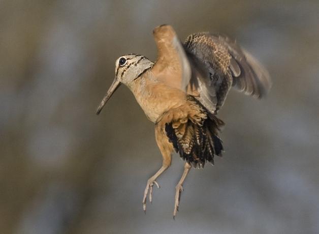 American Woodcock
