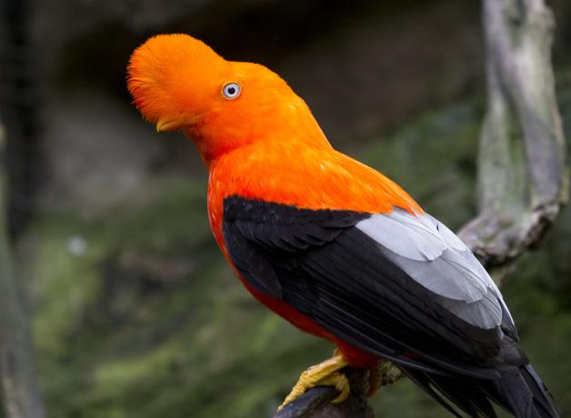 The Andean Cock-of-the-Rock | BirdNote