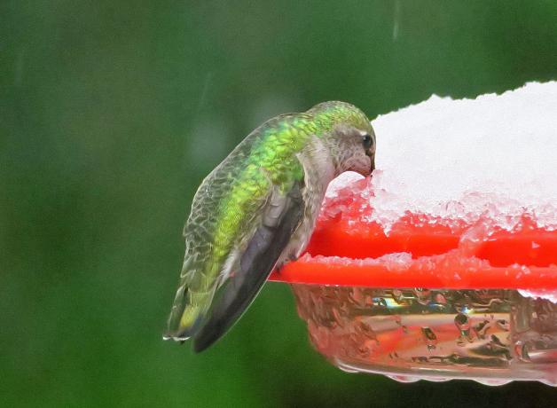 Anna's Hummingbird supping from a snow-covered feeder