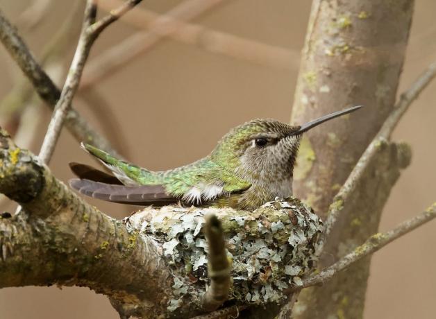 Stable Hummingbird Stand-still Birding | BirdNote