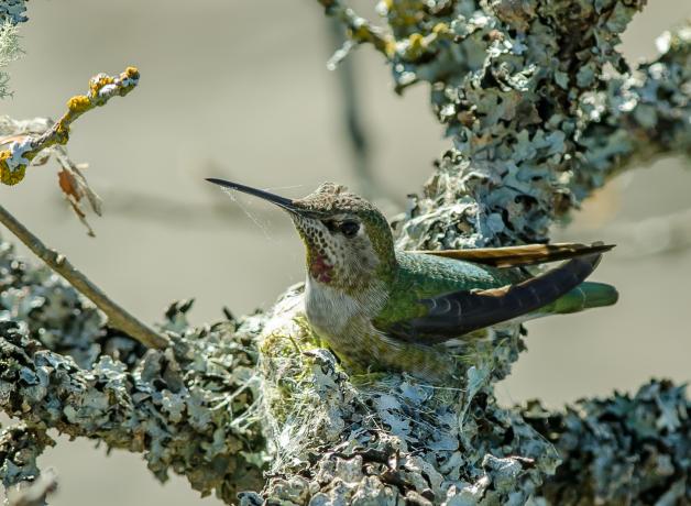 Una colibrí hembra sentada en un nido hecho de líquen y seda de araña.