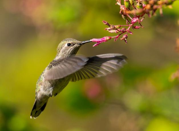 Anna's Hummingbird drinking from flower