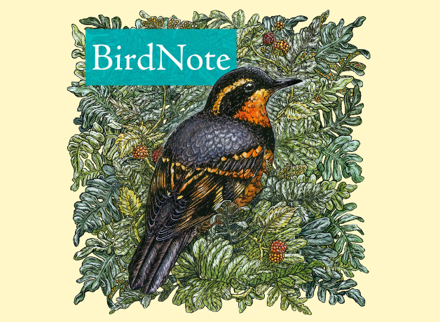 BirdNote logo
