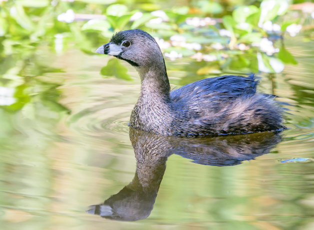 A Pied-billed Grebe swims in a lake near aquatic vegetation in sunlight