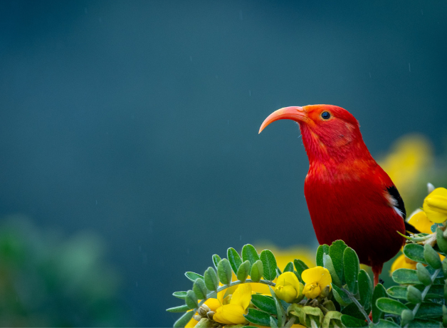 Mostly red with red beak, 'I'iwi stands on shrub looking left