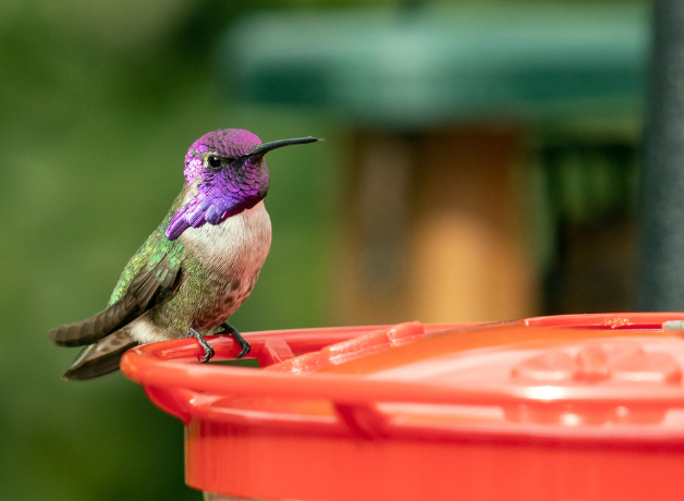 Closeup of a Costa's Hummingbird with a purple head and throat perching on a hummingbird feeder