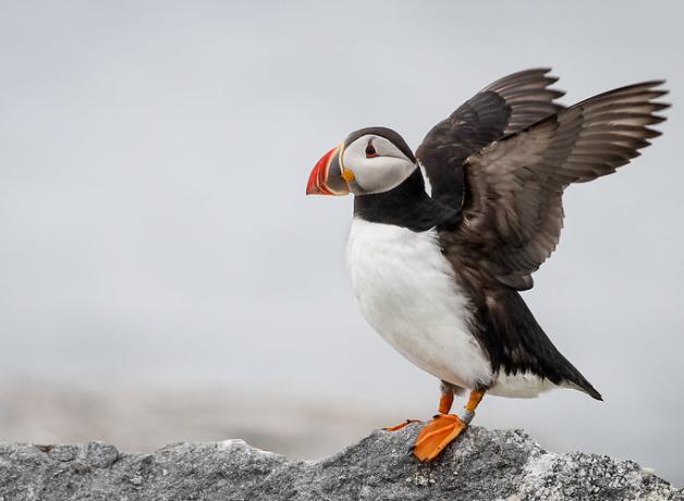 Atlantic Puffin standing on a rocky ledge, and flapping its wings
