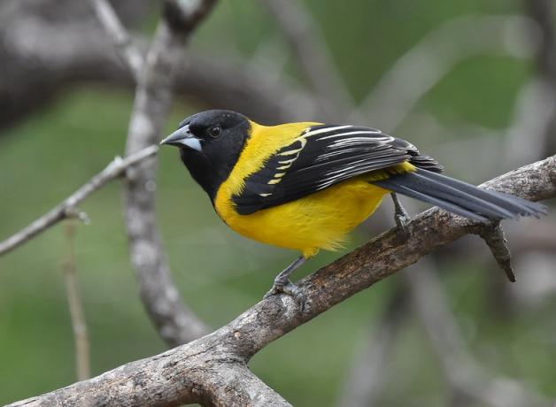 Audubon's Oriole