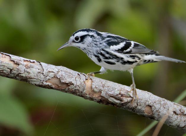 A Black-and-white Warbler perched on a small branch against a green background.