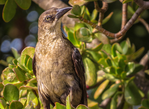A female Great-tailed Grackle with her head tilted to the side