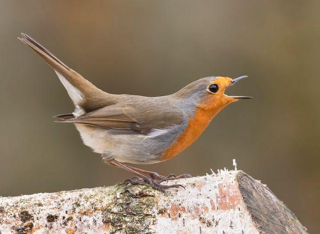 A European Robin singing on a log.