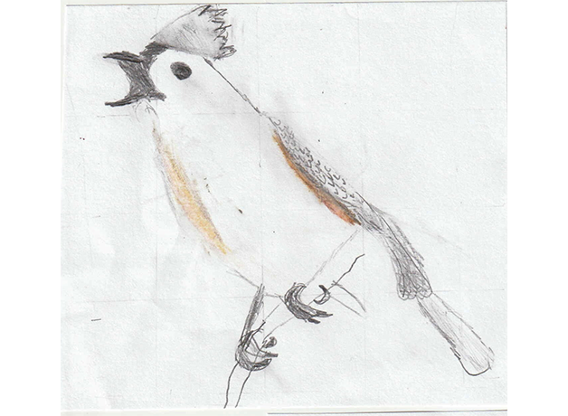 A colored sketch of a Tufted Titmouse perching on a twig and calling