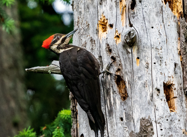 Un pájaro carpintero de color negro, blanco y rojo trepando a un árbol muerto