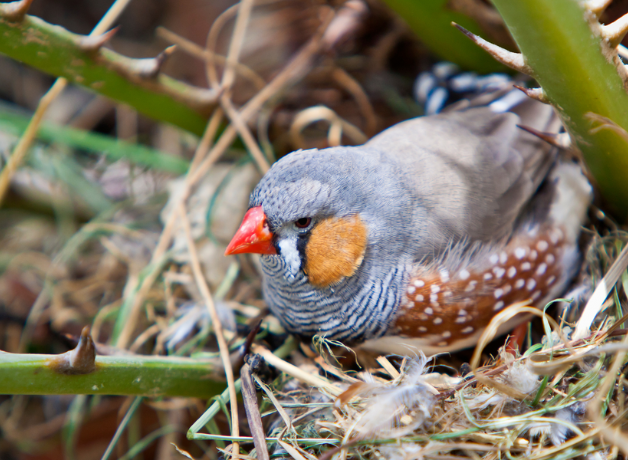 A Zebra Finch sits on a nest