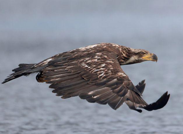 A Bald Eagle in sub-adult brown plumage flying over open water.