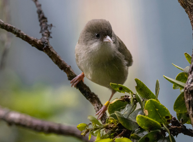 An 'akikiki perches on a branch