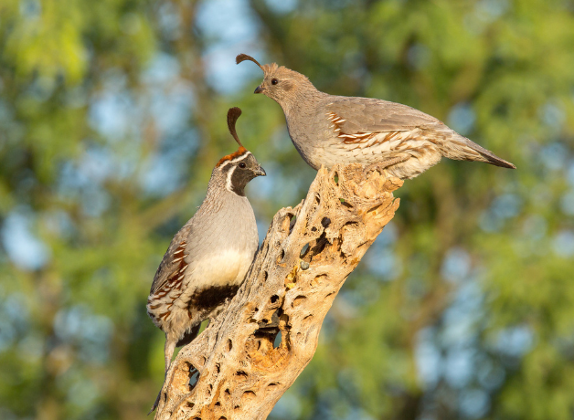 A pair of Gambel's Quail perched on a dry branch against a wooded background.