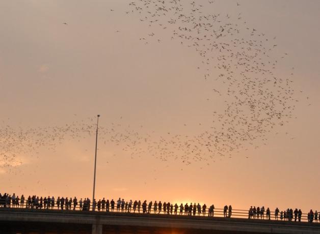 Austin "Bat Bridge" with people viewing return of bats to night roost