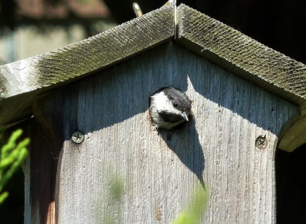 Black-capped Chickadee in a nest box