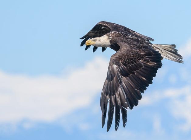 Adult Bald Eagle flying with wings outstretched, with partly cloudy sky behind it