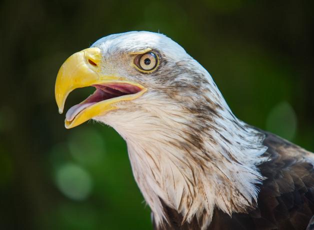 An immature Bald Eagle has its large yellow beak open while it pants to dissipate heat.