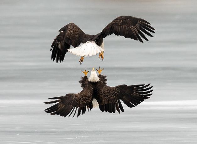 Two Bald Eagles approaching each other in flight, talons extended